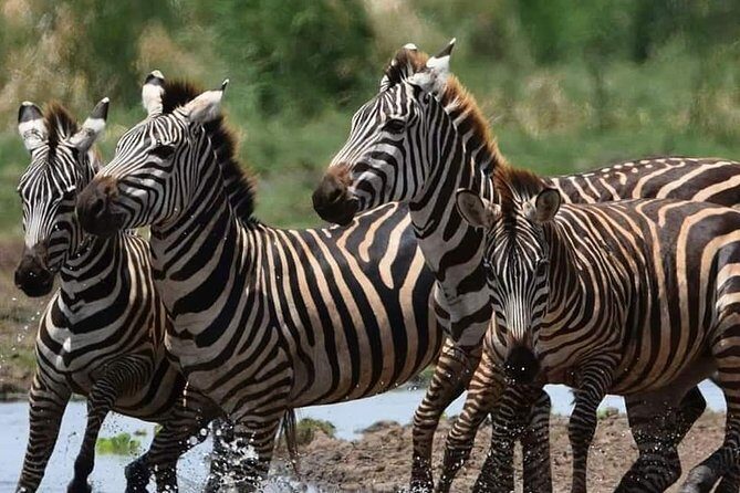 5 Days Affordable Budget Safari to Northern Tanzania - Key Points
