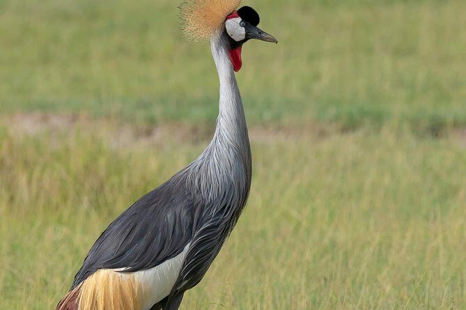 5 Days Affordable Budget Safari to Northern Tanzania - What’s Included & What to Consider