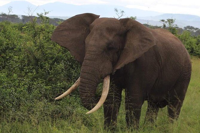 5 Days Affordable Budget Safari to Northern Tanzania - FAQ
