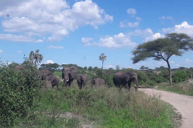 5 Days African Safaris - FAQ