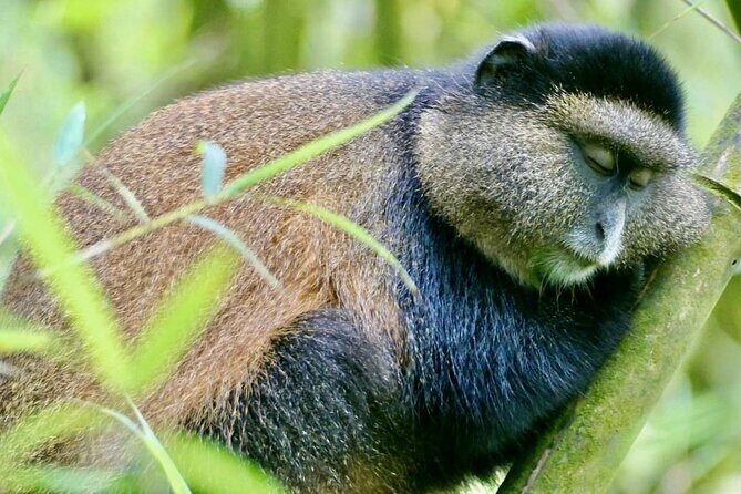 5 Days Akagera and Volcanoes National Park - Transitioning to Volcanoes for Gorilla Trekking