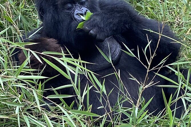 5 Days Akagera and Volcanoes National Park - Quality of Accommodation, Food, and Logistics
