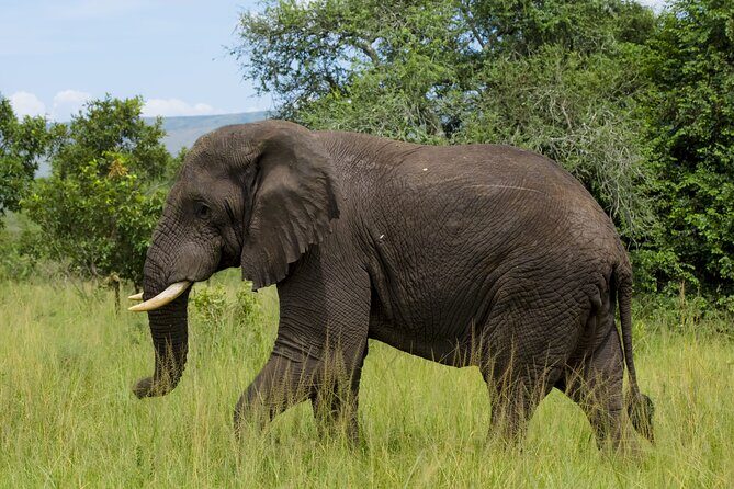 5 Days Akagera and Volcanoes National Park - Price Analysis and Value