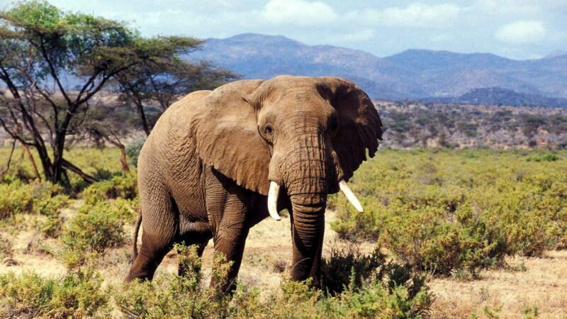 5 Days Amboseli, Lake Nakuru and Masai Mara Safari. - A Closer Look at the 5-Day Kenya Safari