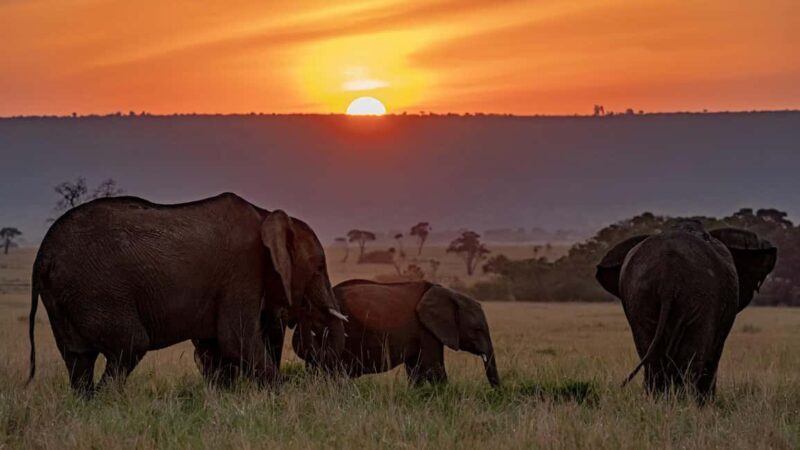 5 Days Amboseli, Lake Nakuru and Masai Mara Safari. - Final Thoughts