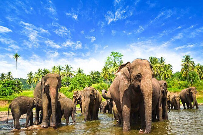 5 Days and 4 Nights Private Tour in Kandy Bentota and Colombo - Exploring the Highlights of the 5-Day Private Sri Lanka Tour