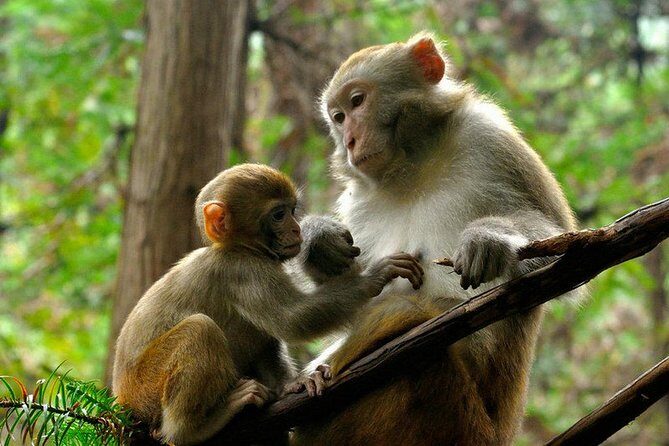 5 Days and 4 Nights Zhangjiajie and Fenghuang Private Tour - Practical Details & Logistics