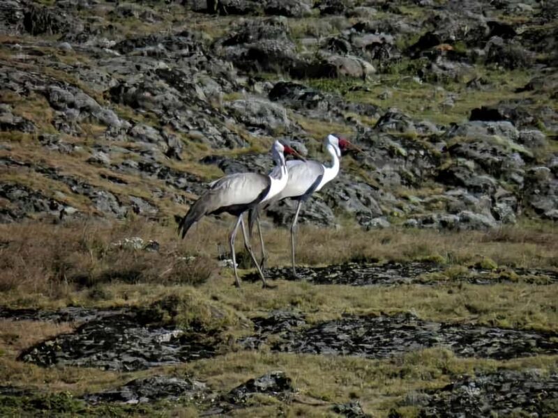 5 Days Bale National Park and Mountains Tour - Introduction