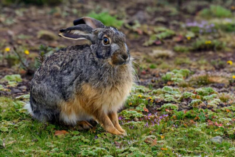 5 Days Bale National Park and Mountains Tour - Key Points