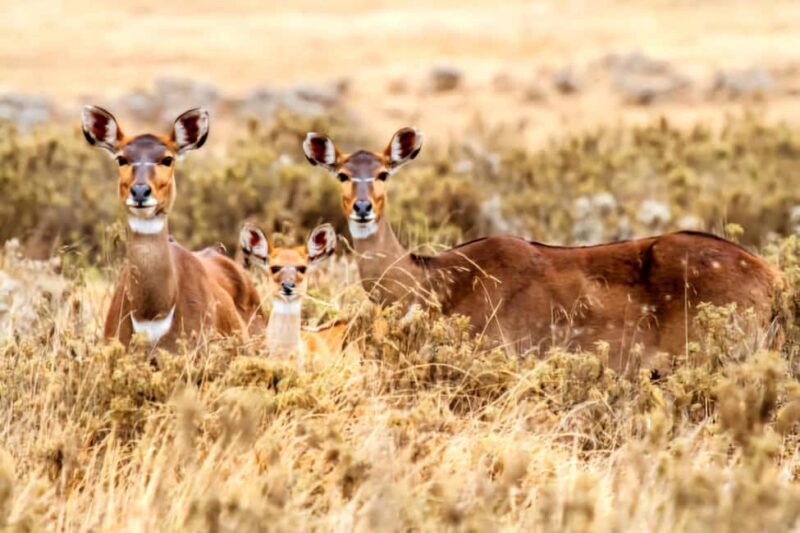 5 Days Bale National Park and Mountains Tour - Authentic Insights from Travelers