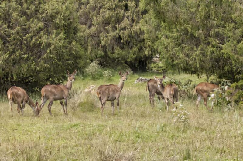 5 Days Bale National Park and Mountains Tour - Final Thoughts