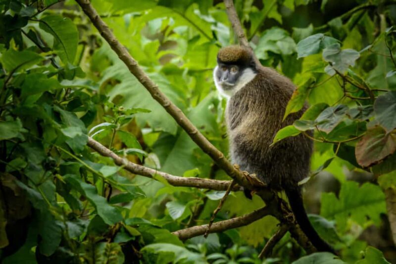 5 Days Bale National Park and Mountains Tour - FAQ