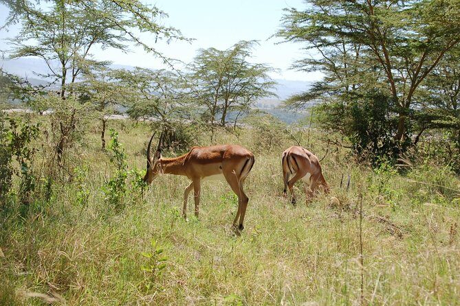 5 Days Best Of Kenya Safari - Exploring the 5 Days Best of Kenya Safari: An Honest Review