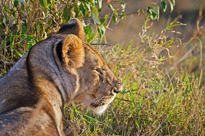 5 Days Best Of Kenya Safari - FAQs