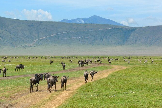 5 Days - Best Of Tanzania Northern Zone, Lodge Safari - An In-Depth Look at the Safari Experience
