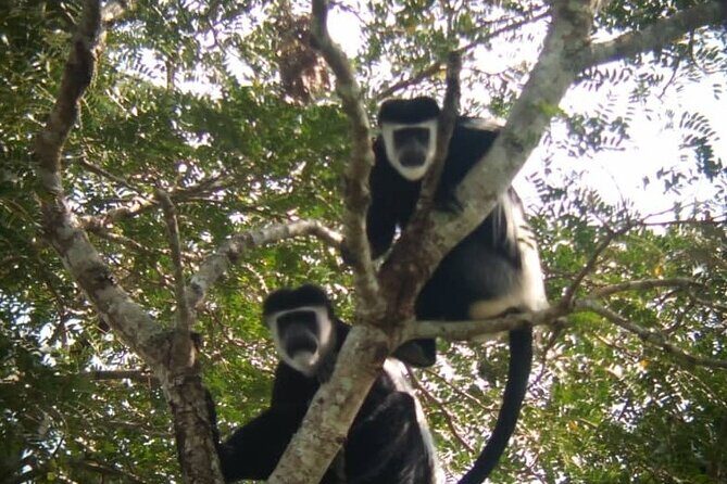 5 days best wildlife experience in Uganda - Day 2: Chimpanzee Trekking & Birdwatching at Bigodi Wetlands