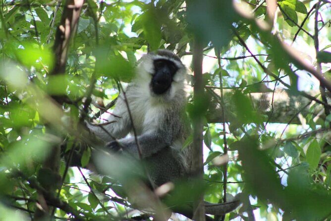 5 days best wildlife experience in Uganda - Day 5: Return to Kampala with a Scenic Drive