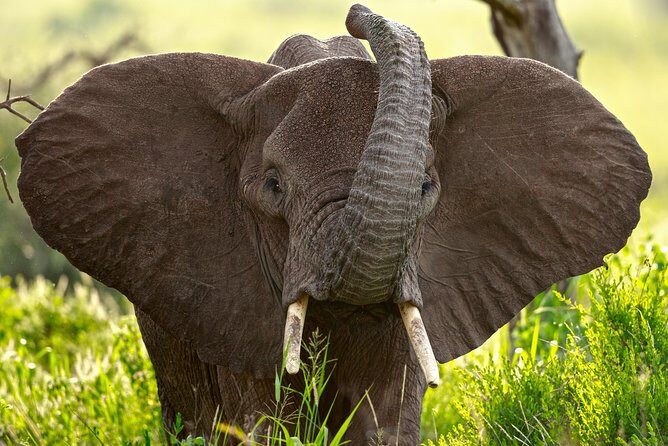 5 Days Big Five Adventures Luxury Lodge Safari in Tanzania - Introduction: What Makes This Safari Stand Out?
