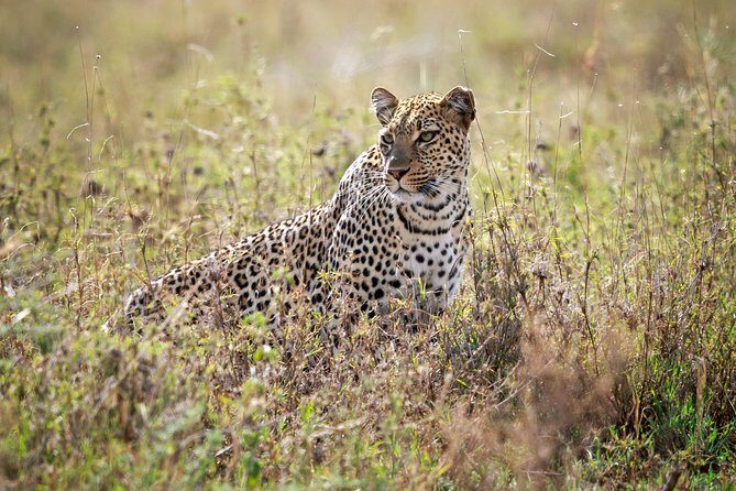5 Days Big Five Adventures Luxury Lodge Safari in Tanzania - Price & Value Analysis