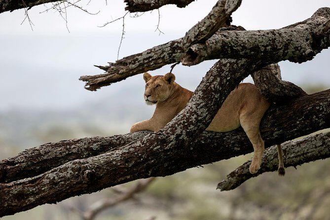 5 Days Big Five Adventures Luxury Lodge Safari in Tanzania - Final Thoughts