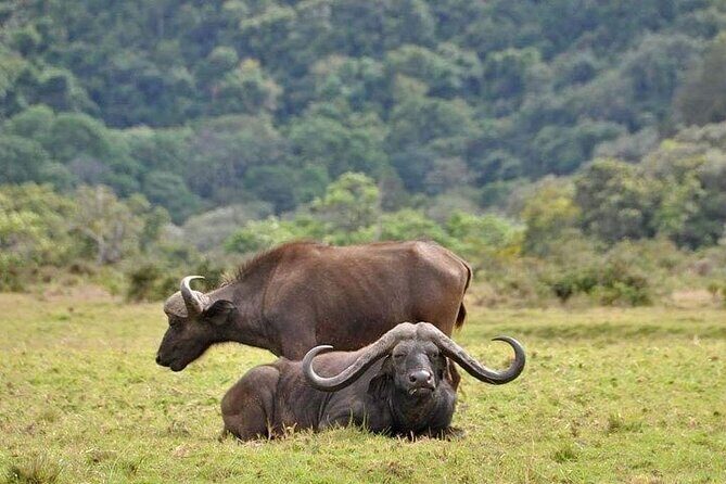 5 Days Budget Private Safari, Tanzania - Why You’ll Love This Safari