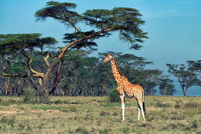 5 Days Budget Safari in Tanzania - Frequently Asked Questions (FAQs)
