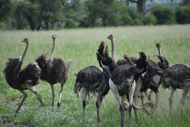 5 DAYS BUDGET SAFARI ( Tarangire, Ngorongoro Crater & Serengeti National parks) - An Honest Look at the 5-Day Safari Experience