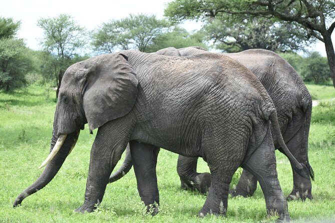 5 DAYS BUDGET SAFARI ( Tarangire, Ngorongoro Crater & Serengeti National parks) - Transportation and Comfort
