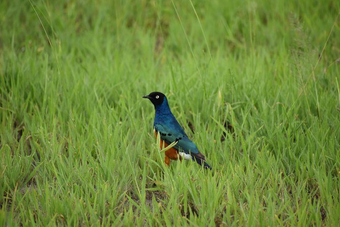5 DAYS BUDGET SAFARI ( Tarangire, Ngorongoro Crater & Serengeti National parks) - Authentic Encounters and Surprising Extras