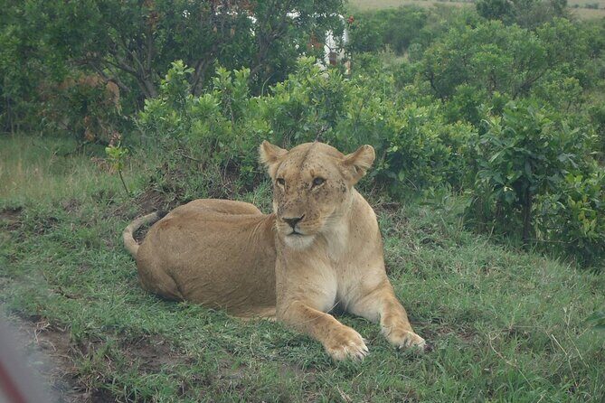 5 Days Budget Safari To Masai Mara, Lake Nakuru and Lake Naivasha - Key Points
