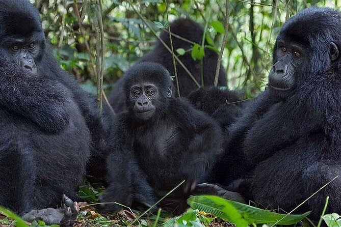 5 Days Bwindi gorilla trekking and Queen Elizabeth safari - A Close Look at the Itinerary