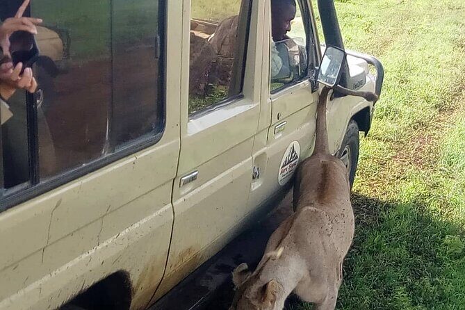 5 Days Camping Tarangire, Serengeti & Ngorongoro crater & Visiting Maasai - An In-Depth Look at the Safari Experience  