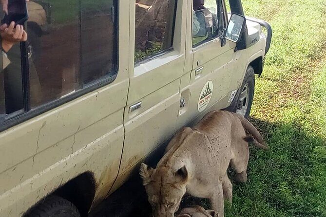 5 Days Camping Tarangire, Serengeti & Ngorongoro crater & Visiting Maasai - Ngorongoro Crater and Final Day  