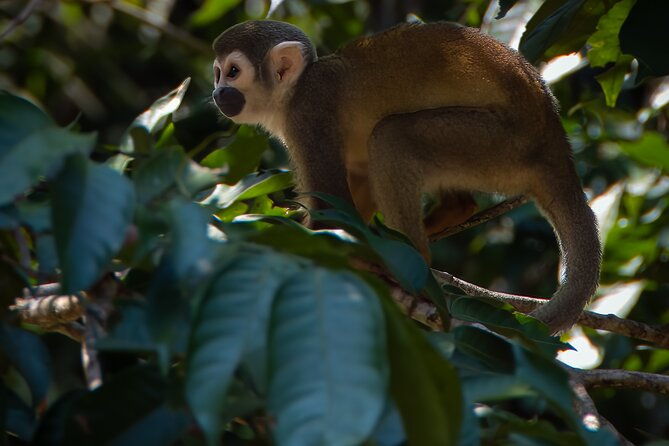 5-days-cuyabeno-amazon-experience-at-waita-lodge