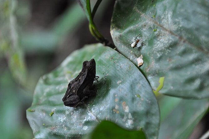 5-days-cuyabeno-amazon-jungle-with-accommodation-in-tucan-lodge