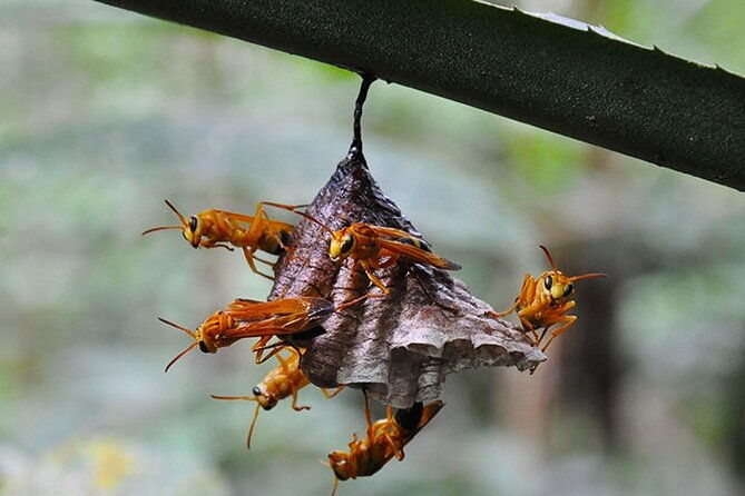 5-days-cuyabeno-amazon-jungle-with-accommodation-in-tucan-lodge