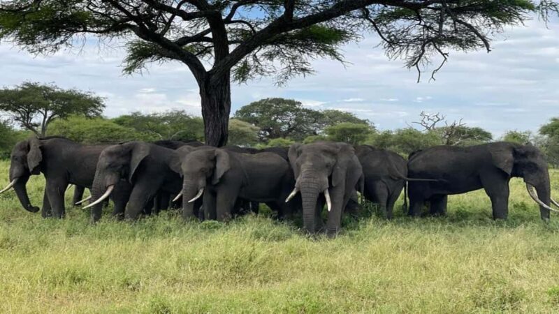 5 Days Enjoy Tarangire, Serengeti, Ngorongoro Safari - Key Points