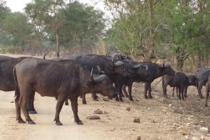 5 Days Explore Selous Game Reserve - Key Points