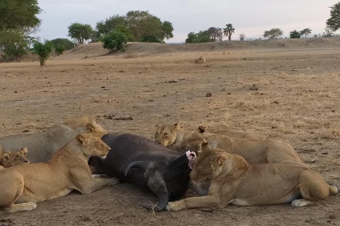 5 Days Explore Selous Game Reserve - An Authentic Wildlife Safari in Selous