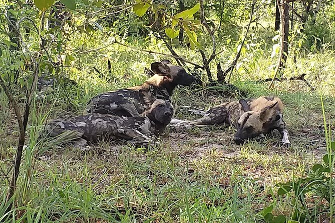 5 Days Explore Selous Game Reserve - Day 4: Walking Safari, Village Tour & Boat Safari