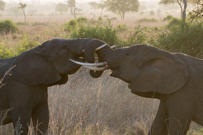 5 Days Explore Selous Game Reserve - Practical Aspects & Value