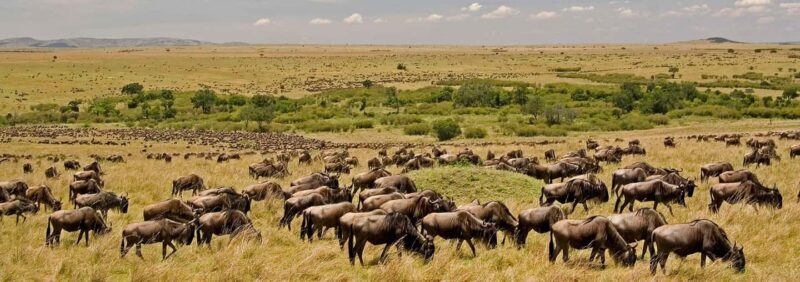 5 Days Family Tanzania Safari - Meilleur Tours Tanzania - Key Points