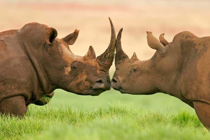 5 Days Family Tanzania Safari - Meilleur Tours Tanzania - The Practical Side: Transportation, Timing, and Group Size