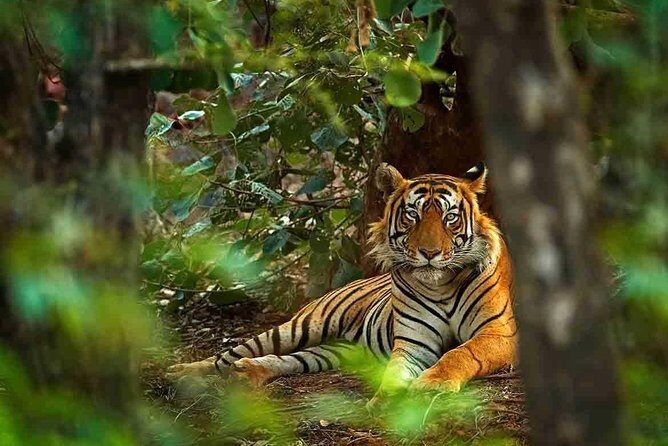 5 Days Golden Triangle with Ranthambore Tiger Safari - Analyzing the Value