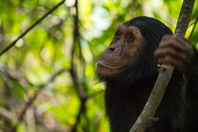 5 Days Gorilla and Chimpanzee Trekking in Uganda - An In-Depth Review of the 5-Day Uganda Primate Safari