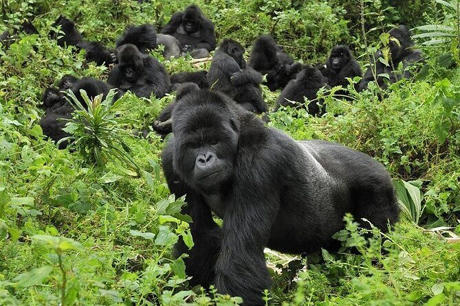 5 Days Gorilla and Chimpanzee Trekking in Uganda - Who Is This Tour Perfect For?