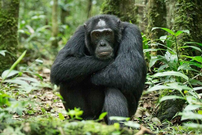 5 Days Gorilla and Chimpanzee Trekking in Uganda - Final Thoughts