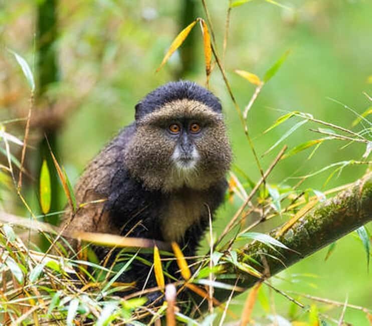 5 Days Gorilla Safari in Rwanda - An In-Depth Look at the 5-Day Rwanda Gorilla Safari