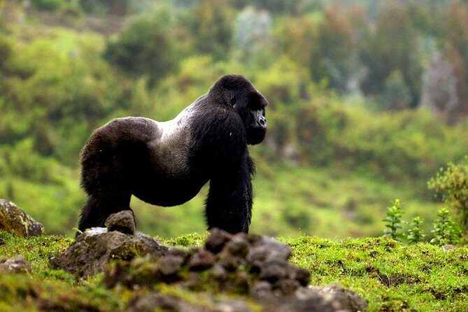 5 days gorilla & Wildlife safari in Uganda - Frequently Asked Questions