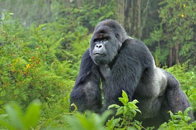 5 days gorillas and chimpanzee tracking - Exploring the 5-Day Primates Safari in Uganda